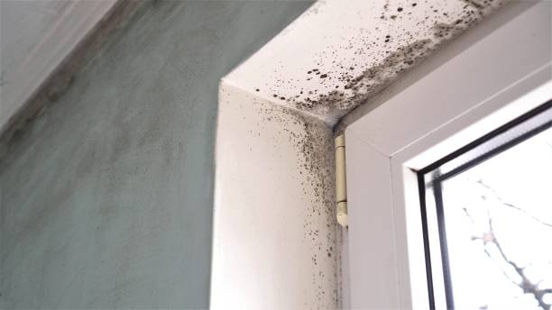 Best Mold Remediation for Healthcare Facilities  in Ilion, NY